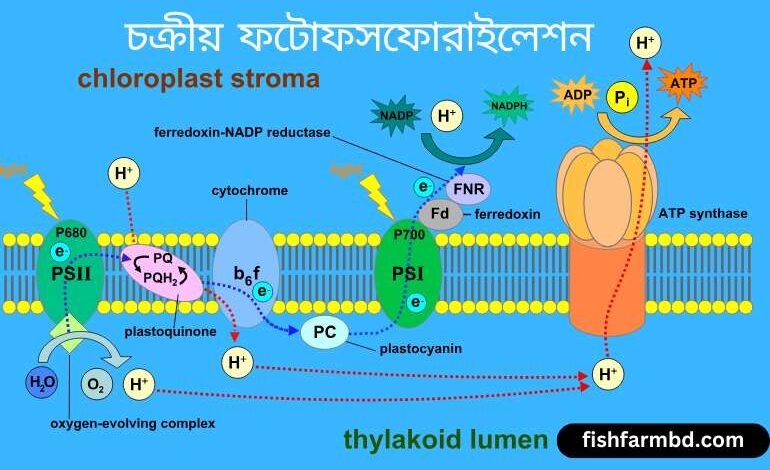 চক্রীয় ফটোফসফোরাইলেশন