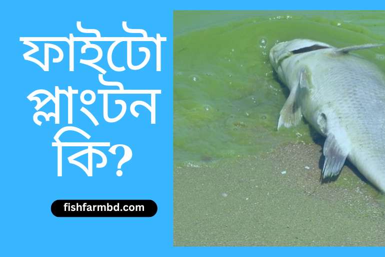 ফাইটোপ্লাংটন কি