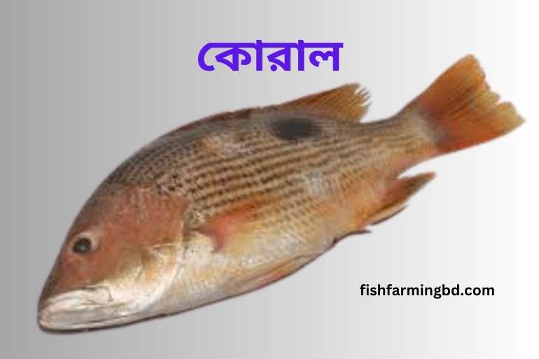 কোরাল মাছ