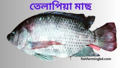 তেলাপিয়া মাছ