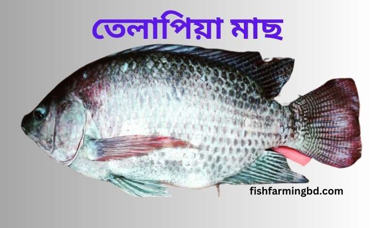 তেলাপিয়া মাছ