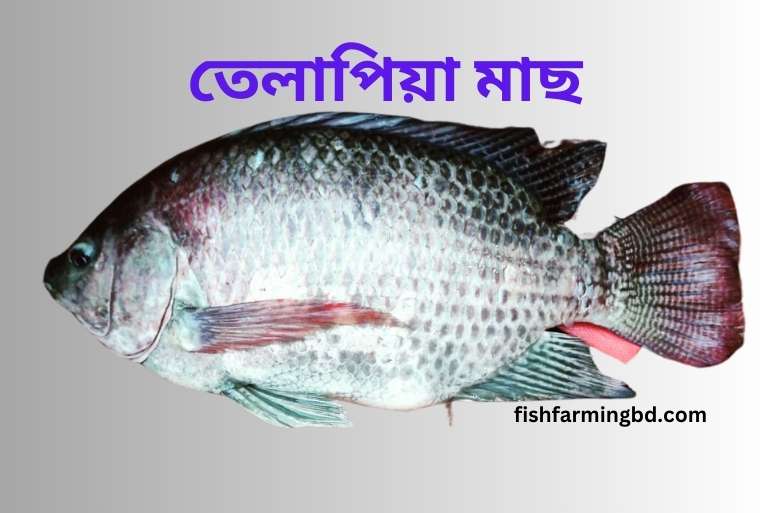 তেলাপিয়া মাছ