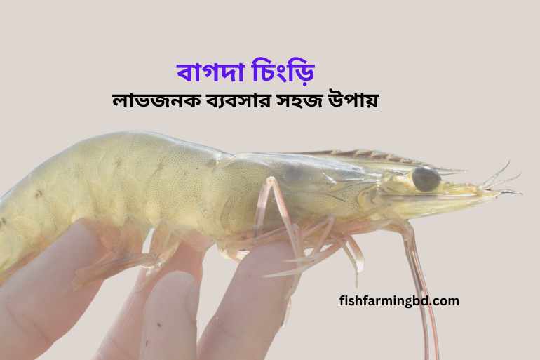 বাগদা চিংড়ি