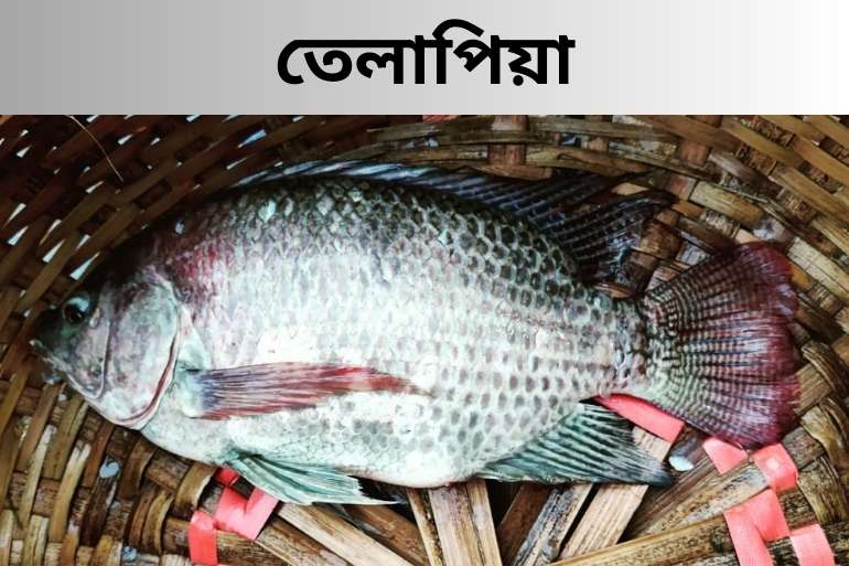 তেলাপিয়া মাছের উৎপত্তি
