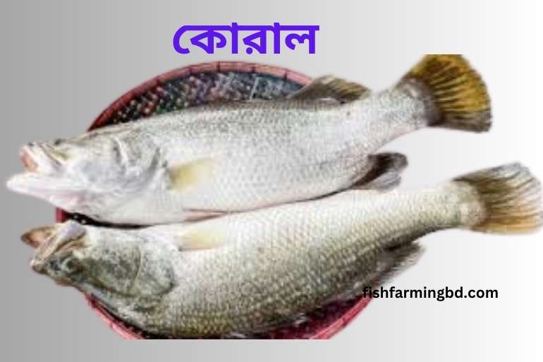 কোরাল মাছের শারীরিক বৈশিষ্ট্য