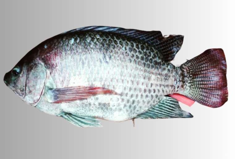 তেলাপিয়া চাষ পদ্ধতি