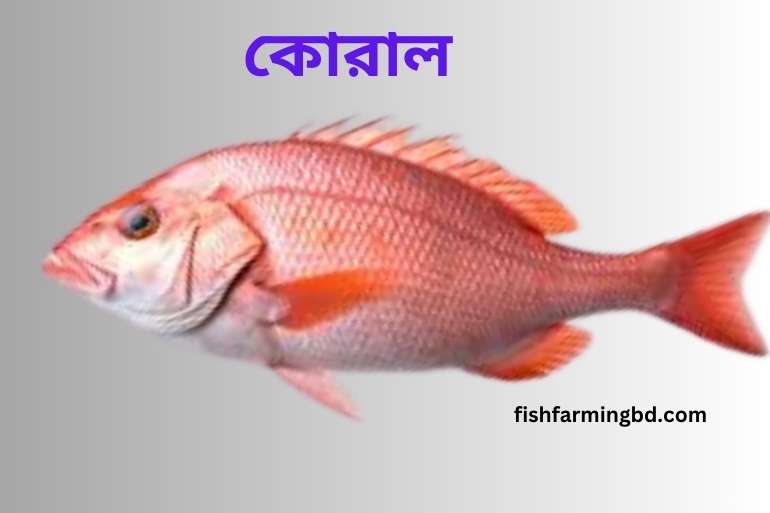 কোরাল