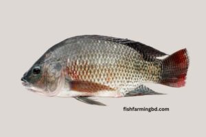 তেলাপিয়া মাছ