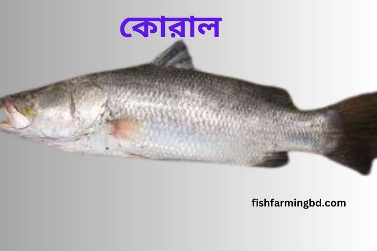 কোরাল মাছের শারীরিক বৈশিষ্ট্য