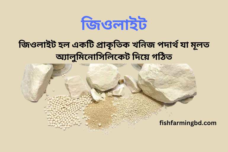 জিওলাইট কি