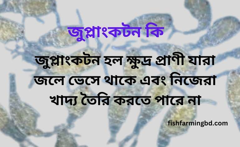 জুপ্লাংকটন কি