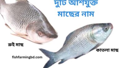 দুটি আঁশযুক্ত মাছের নাম