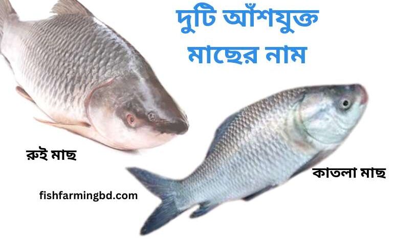 দুটি আঁশযুক্ত মাছের নাম