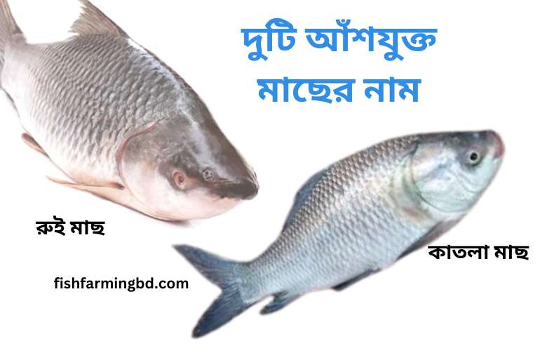 দুটি আঁশযুক্ত মাছের নাম