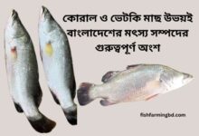 কোরাল ও ভেটকি মাছের পার্থক্য