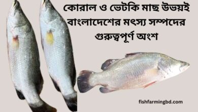 কোরাল ও ভেটকি মাছের পার্থক্য