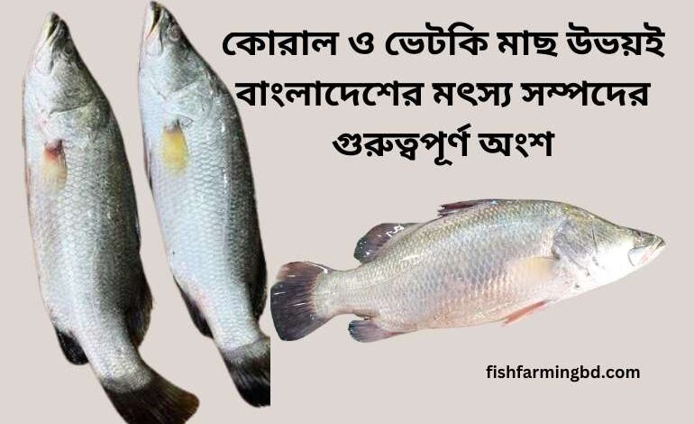 কোরাল ও ভেটকি মাছের পার্থক্য