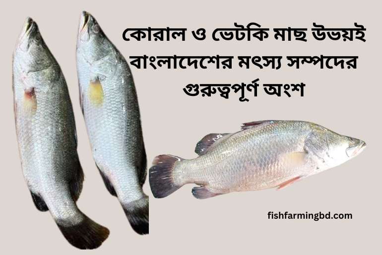 কোরাল ও ভেটকি মাছের পার্থক্য