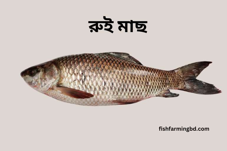 রুই মাছ (Rui Fish):