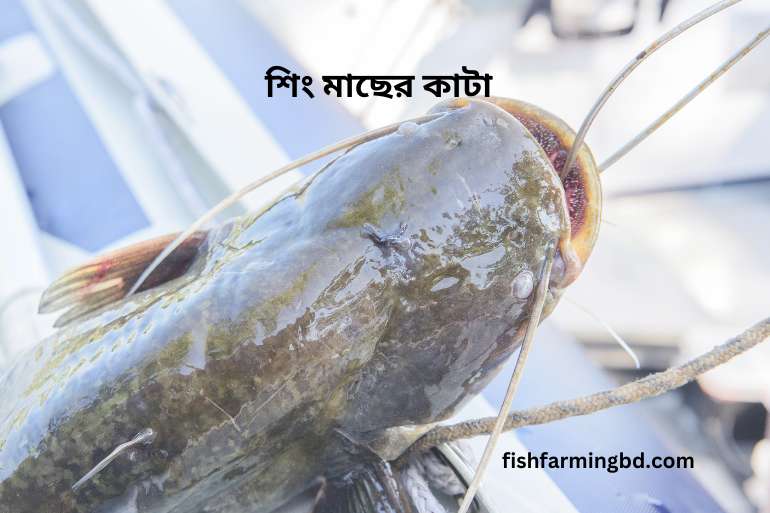 শিং মাছের কাটা