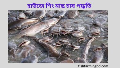 হাউজে শিং মাছ চাষ পদ্ধতি