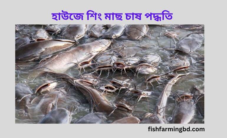 হাউজে শিং মাছ চাষ পদ্ধতি