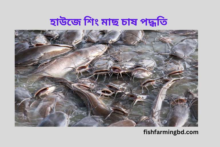হাউজে শিং মাছ চাষ পদ্ধতি