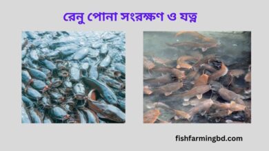 শিং মাছের রেনু চাষ পদ্ধতি