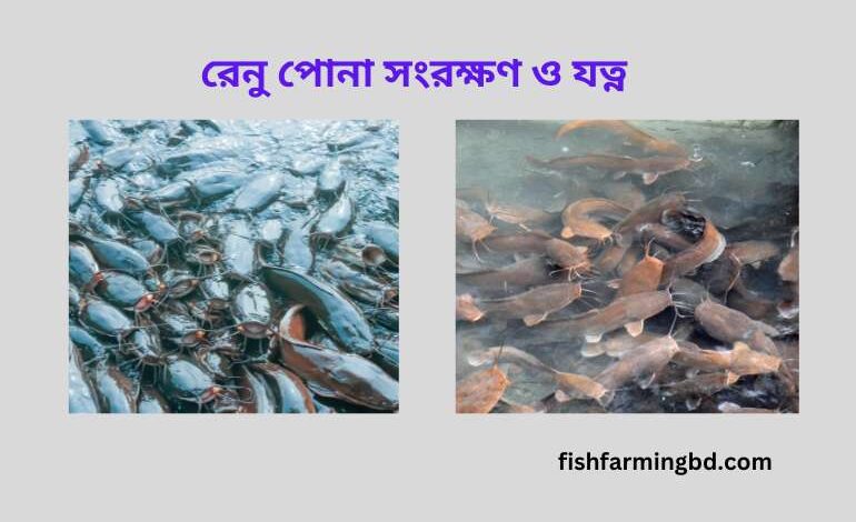শিং মাছের রেনু চাষ পদ্ধতি