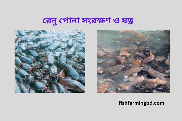 শিং মাছের রেনু চাষ পদ্ধতি