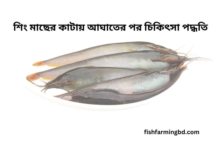 শিং মাছের