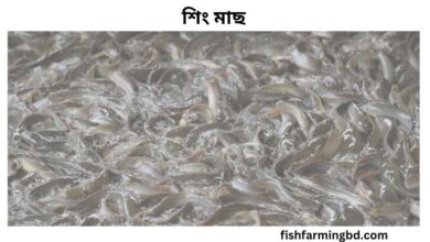 শিং মাছ