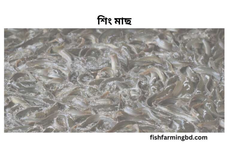 শিং মাছ