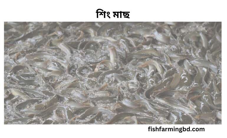 শিং মাছ