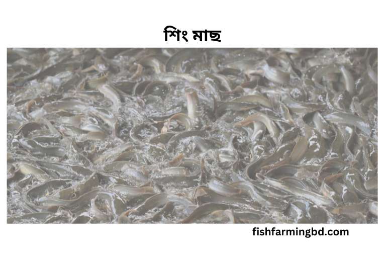 শিং মাছ