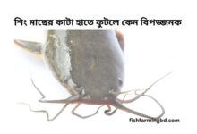 শিং মাছের কাটা হাতে ফুটলে করণীয়