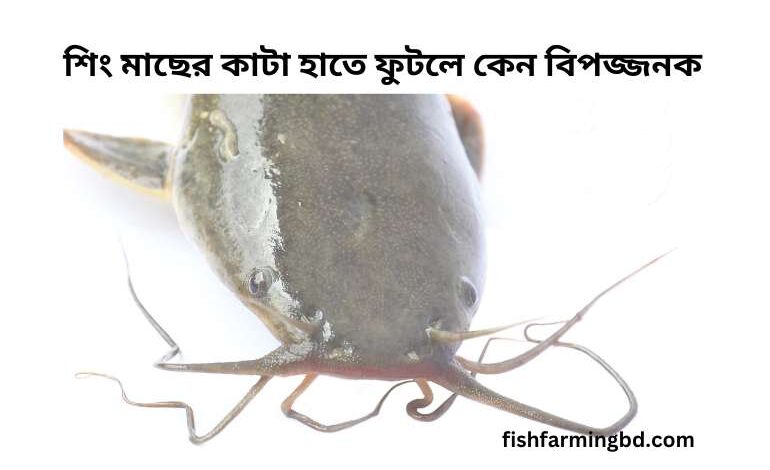 শিং মাছের কাটা হাতে ফুটলে করণীয়