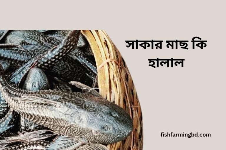 সাকার মাছ কি হালাল