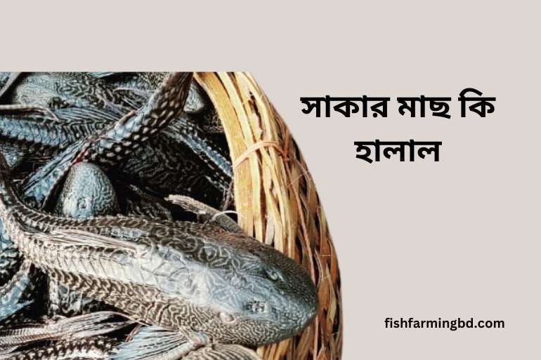 সাকার মাছ কি হালাল