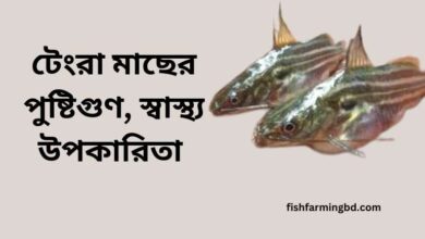 টেংরা মাছের উপকারিতা