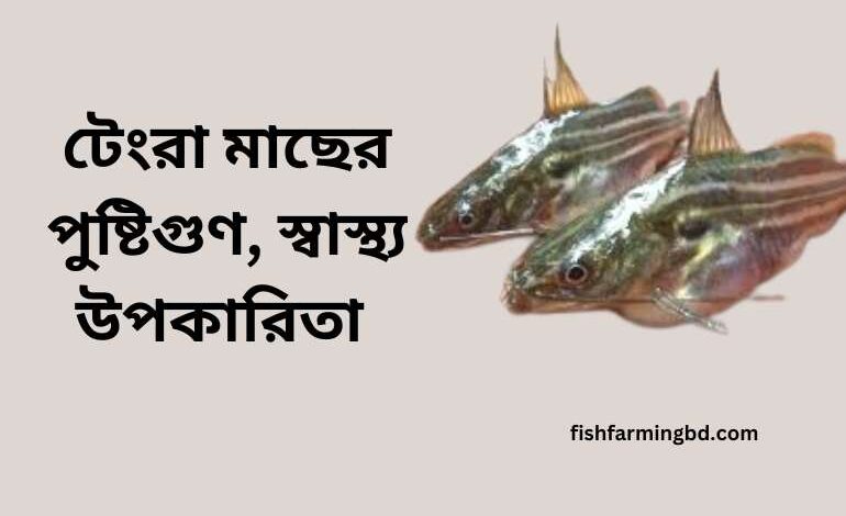 টেংরা মাছের উপকারিতা