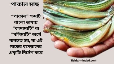 পাকাল মাছ