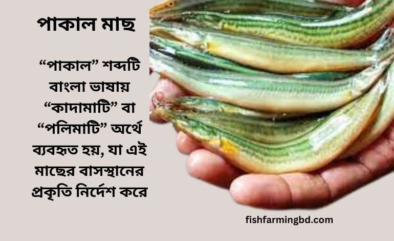 পাকাল মাছ