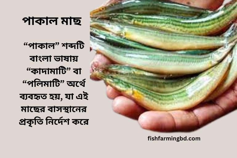 পাকাল মাছ