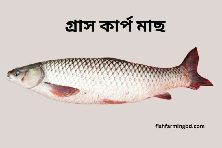 গ্রাস কার্প মাছ