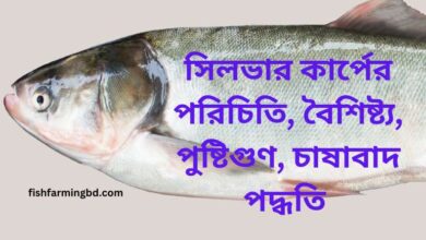 সিলভার কার্প