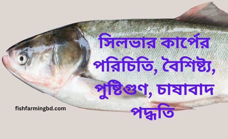 সিলভার কার্প