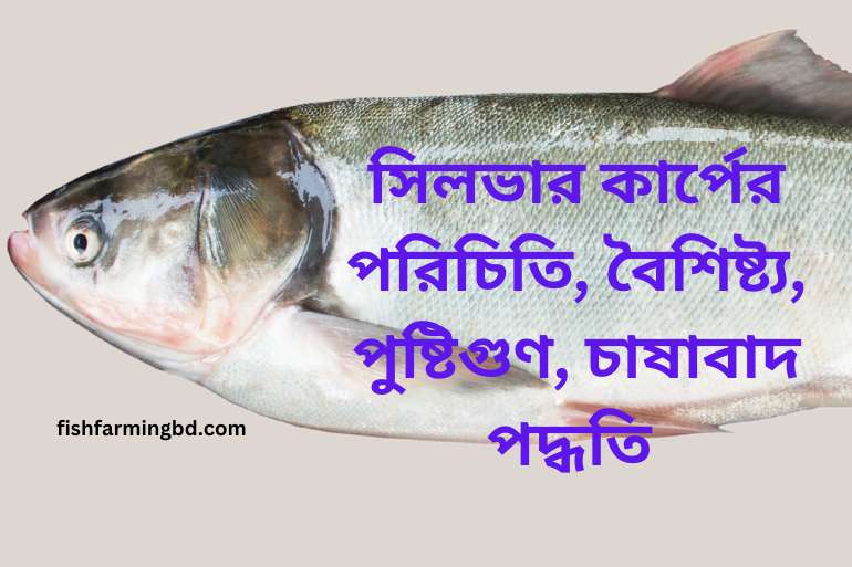 সিলভার কার্প