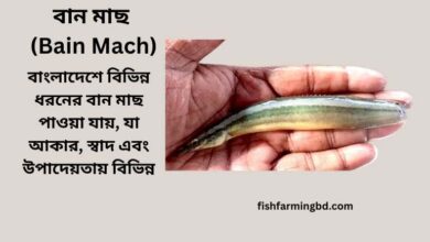 বান মাছ