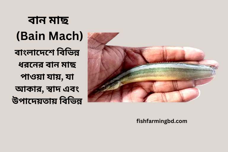 বান মাছ